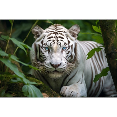 White Tiger Painting Print